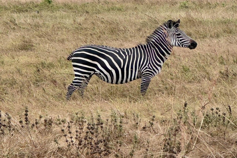 Z Zanzibaru z przelotem: Jednodniowe safari w Parku Narodowym Mikumi