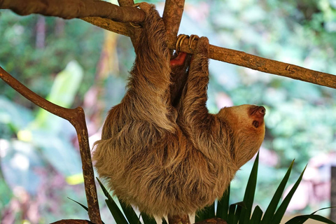Panama City: Canopy + Exhibitions, Live exploring. Gamboa Panama City: Canopy + Exhibitions, Live and Explore. Gamboa