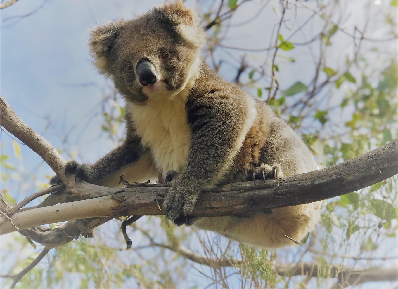 Penneshaw: Landudflugt Kangaroo Island Scenic Tour