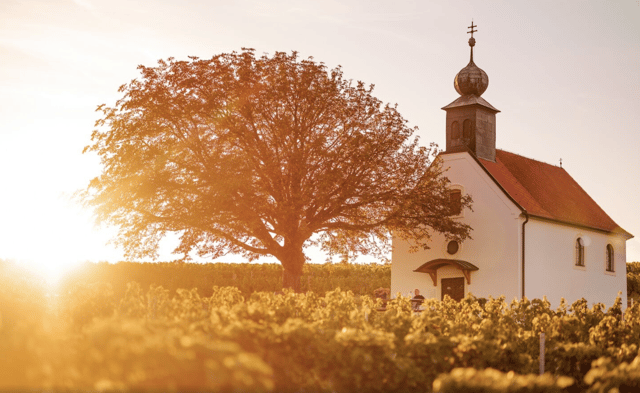 Neckenmarkt: Burgenland Wine Tour & Blaufränkisch Tasting