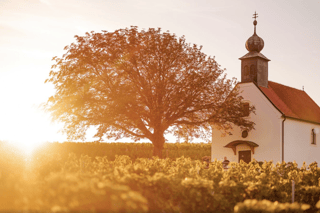 Neckenmarkt: Burgenland Wine Tour & Blaufränkisch Tasting