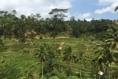 Ubud Tour Monkey Forest Rice Terraces Bali Swing Tirta Empul
