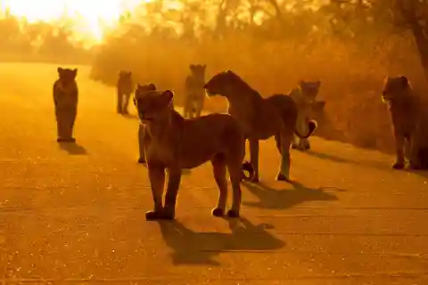 Kruger Explorer (Day Tour)