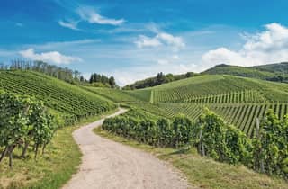 In der Nähe von Colmar: Geführte Besichtigung der Weinberge und des Weinkellers + Verkostung von 6 elsässischen Weinen