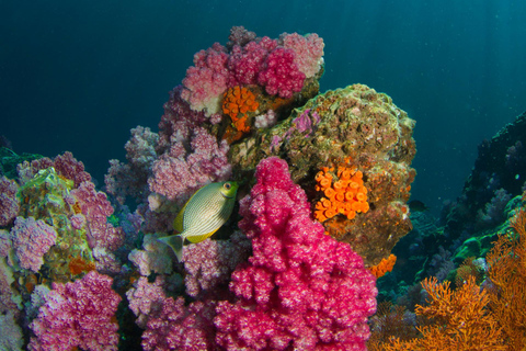 Krabi: A melhor aventura particular de barco de cauda longa em 7 ilhasMotorista de barco