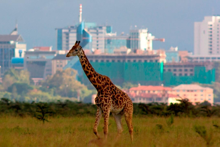 Jednodniowa wycieczka do Parku Narodowego Nairobi i Centrum Żyraf