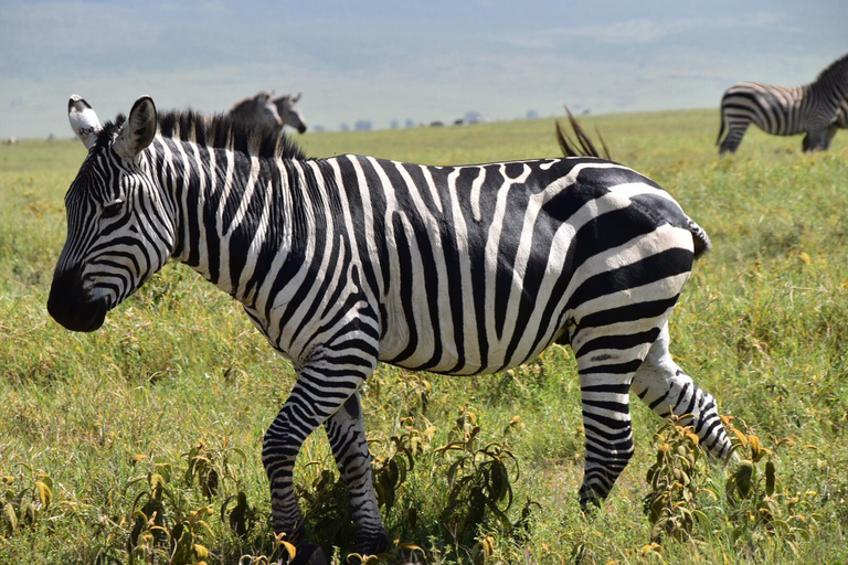 Arusha: 2-Day Tarangire and Ngorongoro Safari Tour