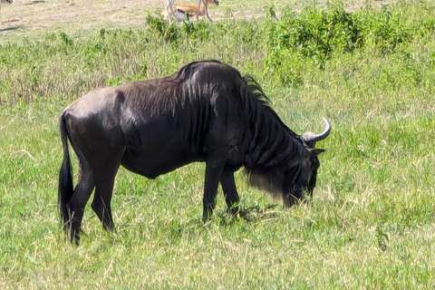 Moshi : Safari de 2 jours dans le Tarangire et le cratère du Ngorongoro
