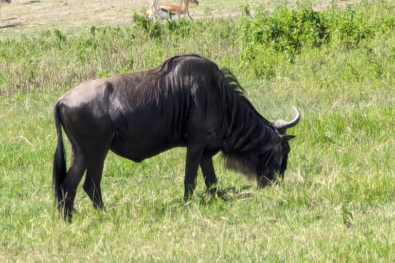 Moshi : Safari de 2 jours dans le Tarangire et le cratère du Ngorongoro