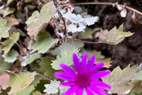 Masca Gorge Guided Hike + Boat Ride + Transport