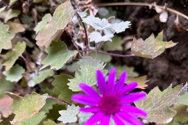 Masca Gorge Guided Hike + Boat Ride + Transport