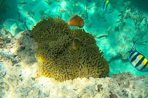 ZANZIBAR: Stone Town, snorkling + sjöstjärnor och havssköldpaddorVIKTIGT: TRANSFER INGÅR INTE I DET ALTERNATIV DU VÄLJER