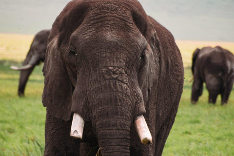 1-tägige private Safari zum Lake Manyara National Park