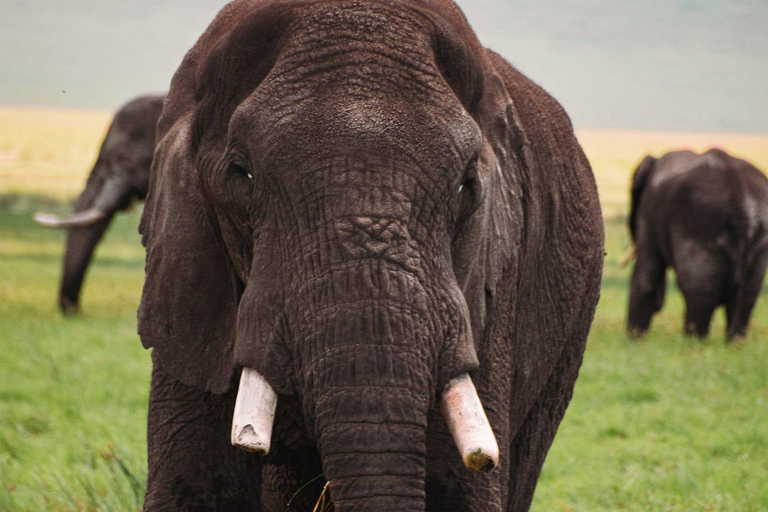 1-tägige private Safari zum Lake Manyara National Park