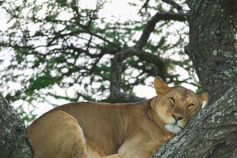 7 DAGARS SAFARI: TARANGIRE, SERENGETI &amp; NGORONGOROKRATERN