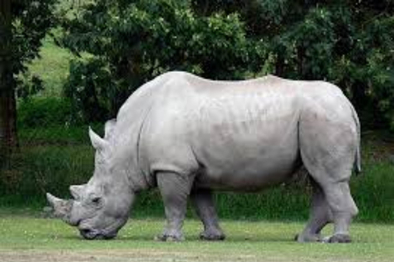 From Nairobi: 6-Day Rhino Conservation Safari in Kenya