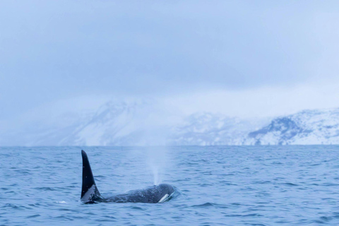 Tromsø: Orca and Whale Watching Heated Boat Trip Tromsø: Orca and Whale Watching comfort heated boat Trip