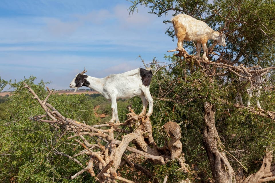 Von Marrakesch, geführte Tour nach Essaouira Tagesausflug - Hizvo