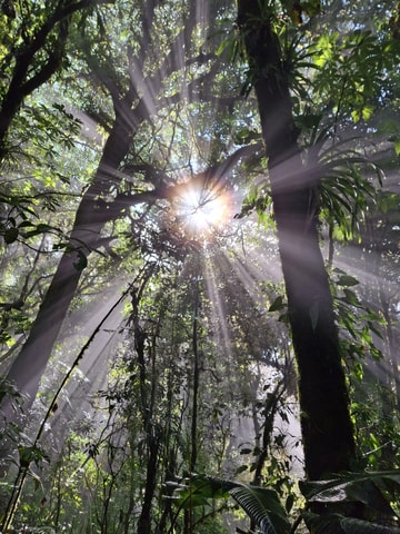 Dompel jezelf onder in de magie van het nevelwoud van Monteverde.