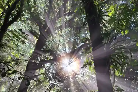 Immerse yourself in the magic of the Monteverde Cloud Forest