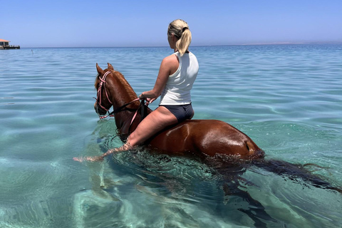 Hurghada: Swimming & Horse riding with FREE Photos & Videos 2-Hour Horse Swimming & Photos with Transfer