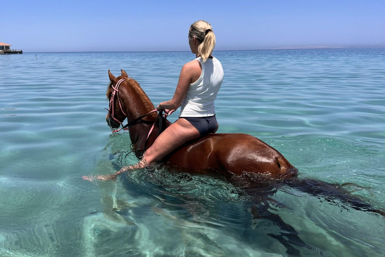 Hurghada: Swimming & Horse riding with FREE Photos & Videos 2-Hour Horse Swimming & Photos with Transfer