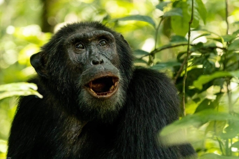 5-dniowe safari z szympansami i dziczyzną w Ugandzie