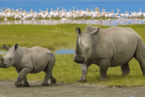 Tanzania: 8-Day Safari Tour with Accommodation