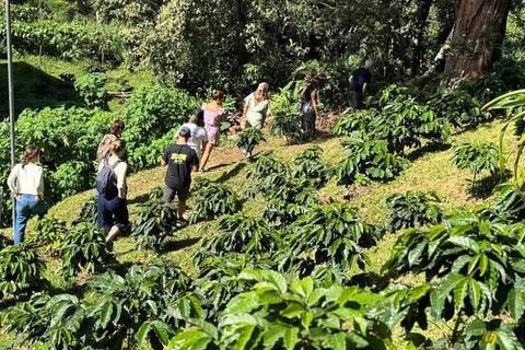 Boquete: Geisha Coffee Plantation Tour with Tasting