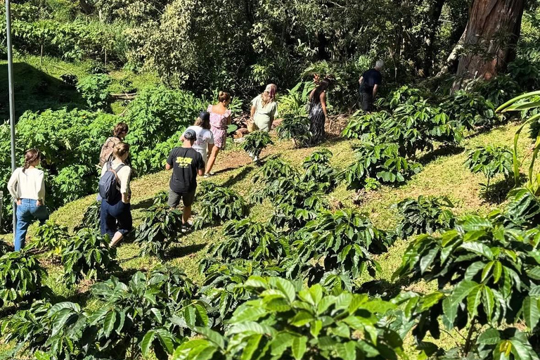 Boquete: Geisha Coffee Plantation Tour with Tasting