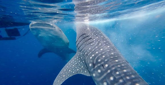 From Senggigi: 4-Day Whale Shark & Komodo Sailing Tour
