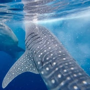 From Senggigi: 4-Day Whale Shark & Komodo Adventure