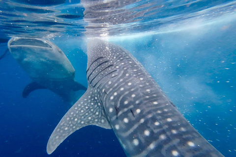 From Senggigi: 4-Day Whale Shark & Komodo Adventure