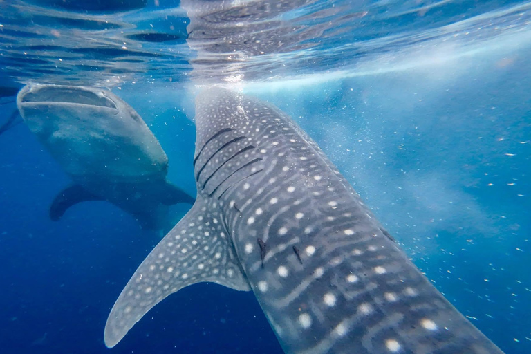 From Senggigi: 4-Day Whale Shark & Komodo Adventure