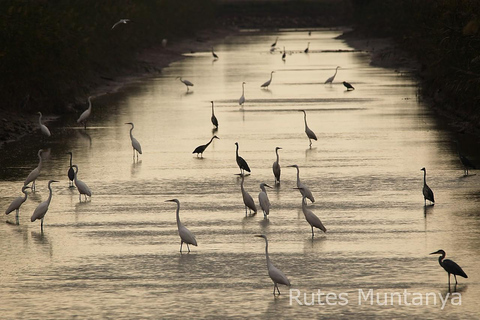 Ebro Delta: Birding and Bird Photography in a Van