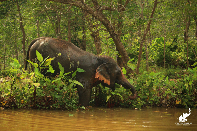 Phuket: Hidden Forest Elephant Reserve com refeição e trasladoExcursão matinal: Reserva de elefantes da floresta oculta de Phuket