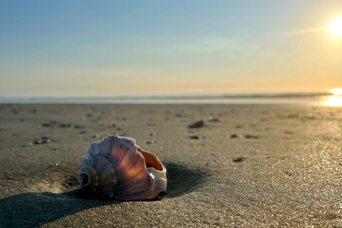 Folly Beach: Morris Island Boat Tour with Fossil Hunting