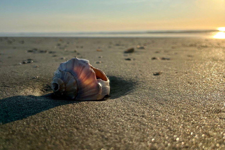 Folly Beach: Rejs wycieczkowy na wyspę Morris z polowaniem na skamieniałości