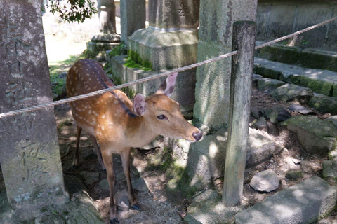 Your PERFECT Osaka Day - Custom Private Tour by Awarded Team 8 hours Public Transportation + Taxi