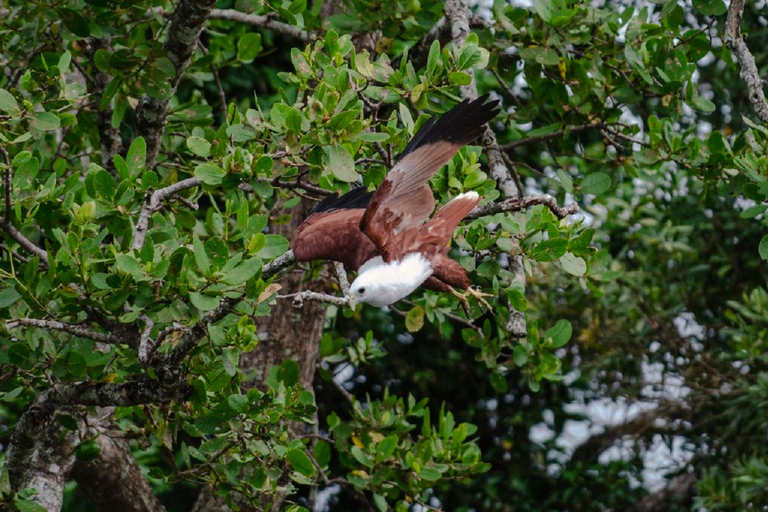 Daintree: Rejs po rzece Daintree z przewodnikiem