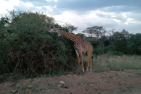 Nairobi: Besök Giraffcentret och Kazuri Beads Factory