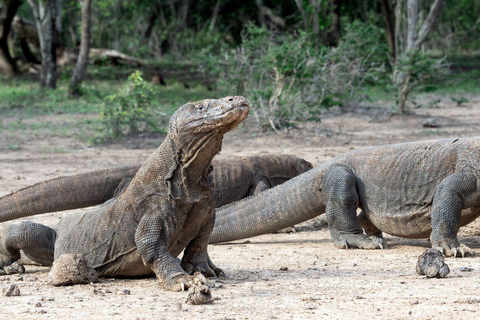 Tour di Komodo di un giorno in motoscafoTour completo di un giorno a Komodo in motoscafo