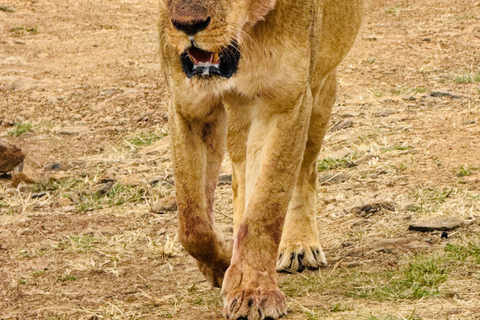 Nairobi Park Safari, Sheldrick's Orphanage & Giraffe Center Shared Drive in Open-Roof Van Game Drive