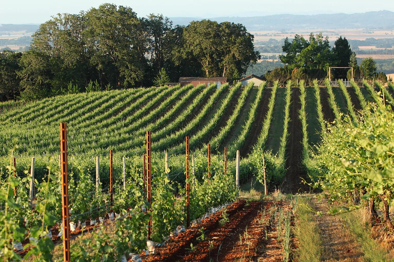 Tour del vino della Valle di Willamette: Un viaggio per i sensi