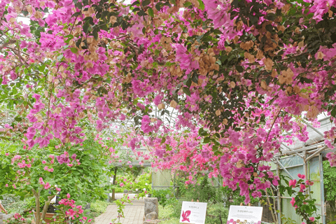 Jeju Occidental y Meridional: Excursión al Festival de la Hortensia
