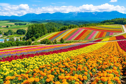 Summer Hokkaido: Furano lavender, Blue Pond,Shikisai-no-Oka 7:50 am meet at Odori Park subway station exit 31
