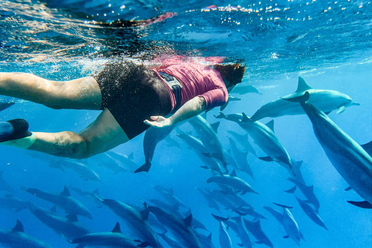 Muscat : excursion en bateau pour observer les dauphins avec collations