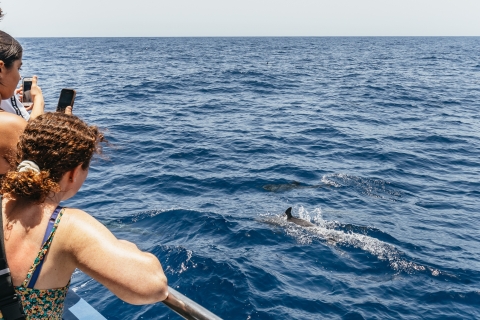 Grande Canarie : croisière et observation des dauphinsCroisière d’observation des dauphins de 3 h sans transfert