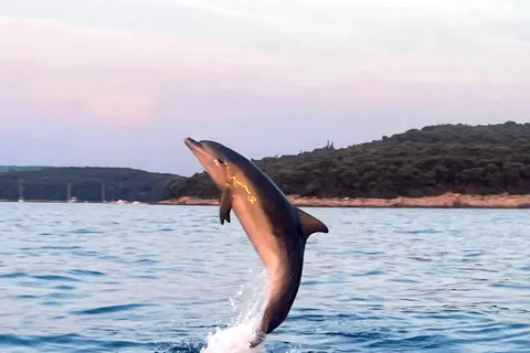 Tour des dauphins et du coucher de soleil à Rovinj (boissons incluses)