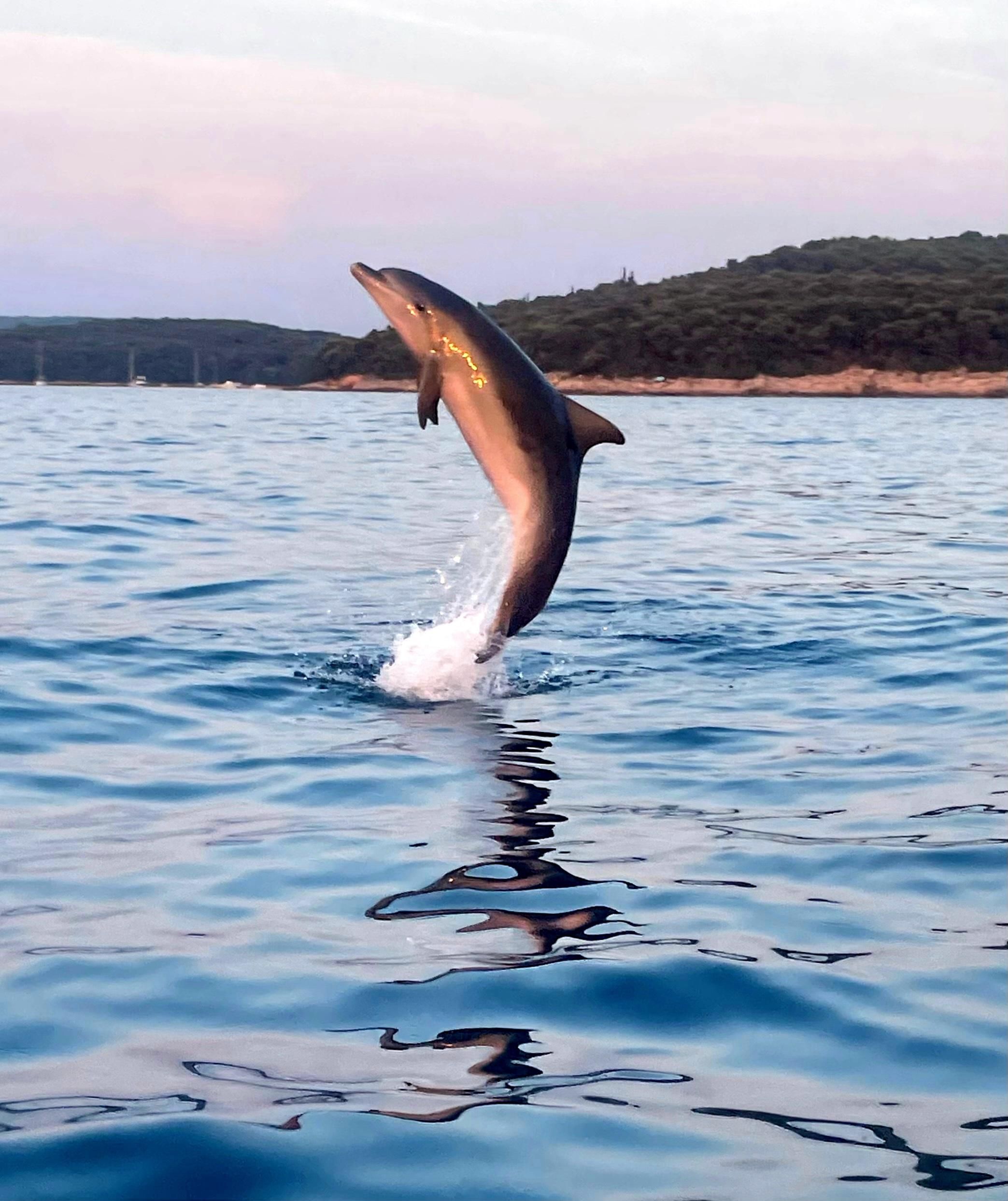 Rovinj: Gemeinsame Delfin- und Sonnenuntergangstour mit Getränken